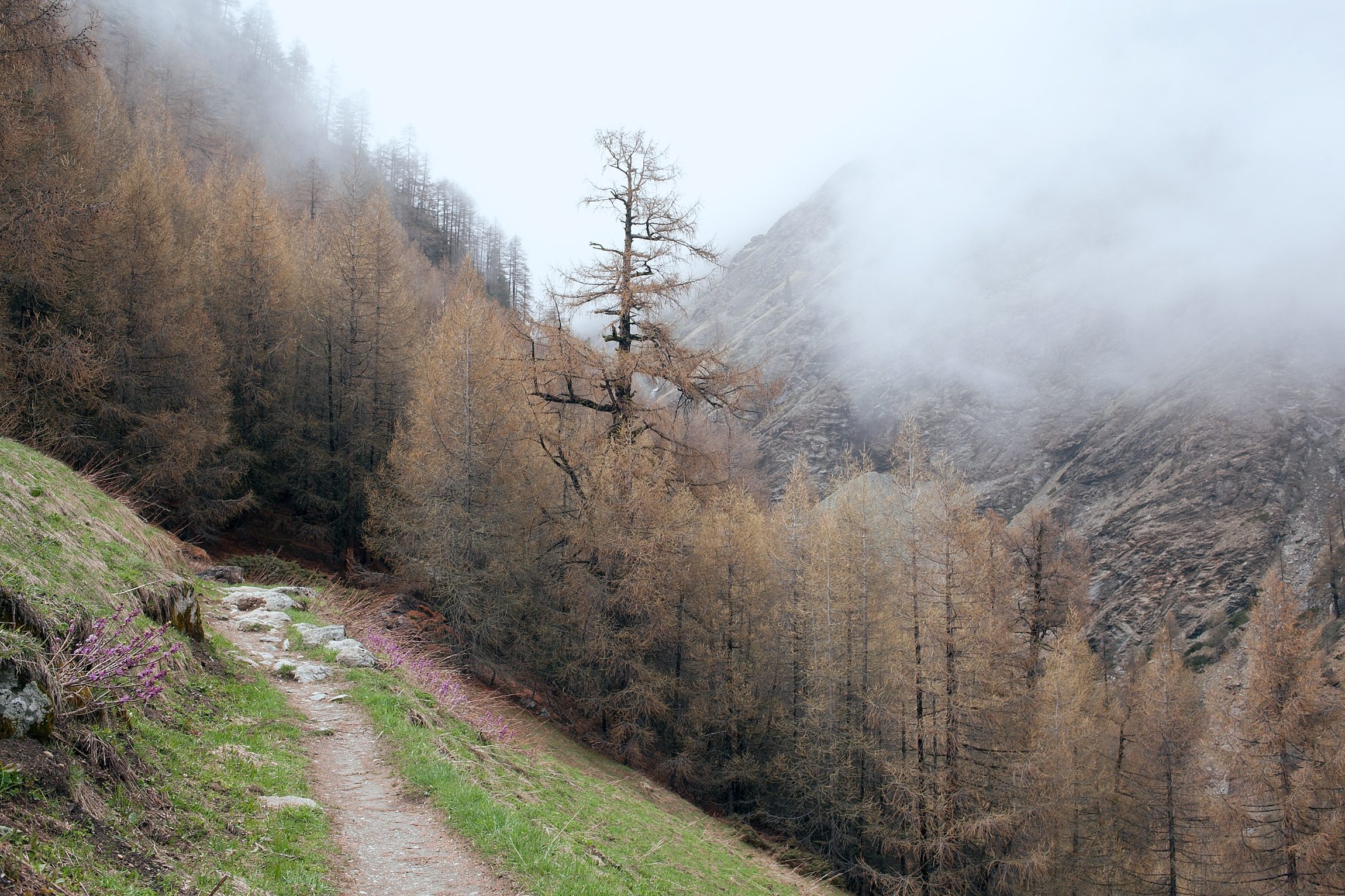 Foggy mountain trail winding through an autumn valley