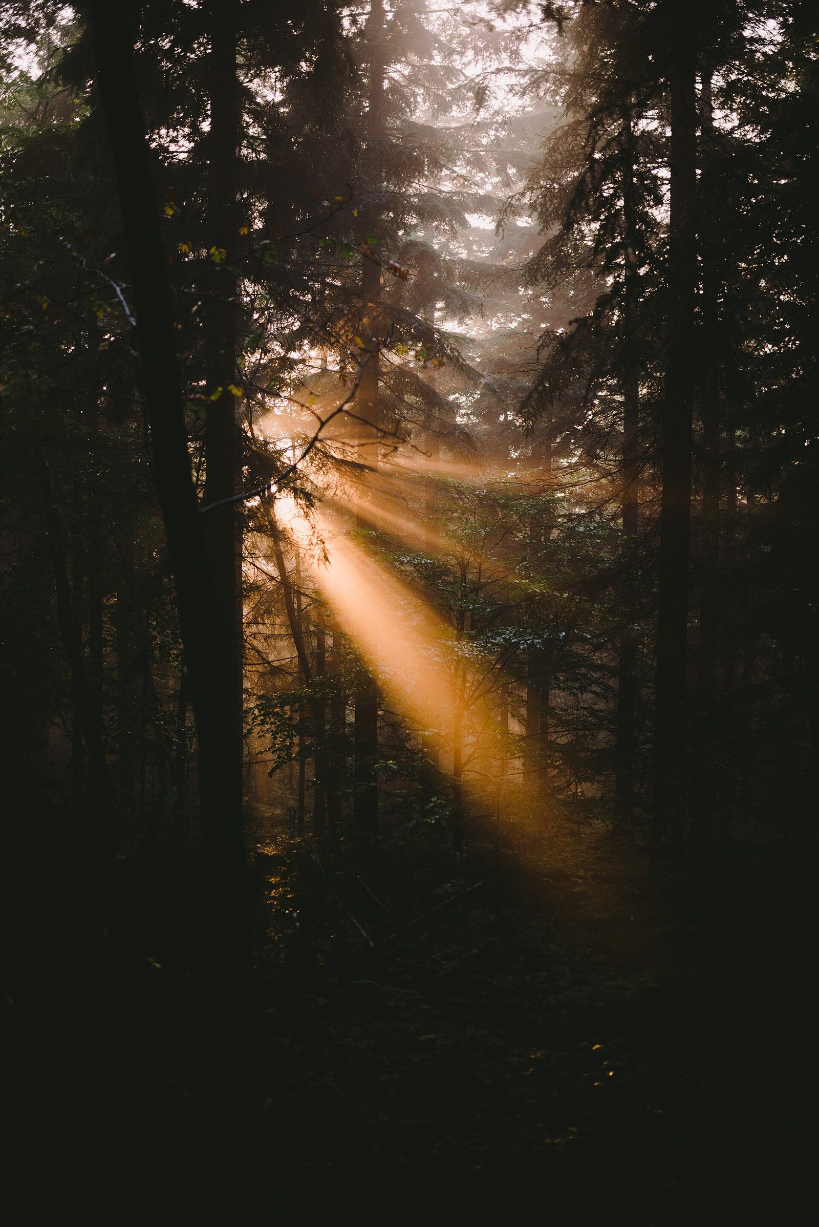 Sunlight breaking through a pine forest